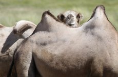 Tuva. A camel farm