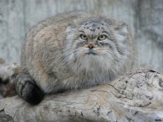 Project "Wild cats of South Siberia" will take place this year in Tuva