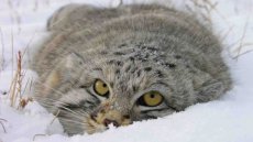 The largest manul cat population in Russia lives in Tuva