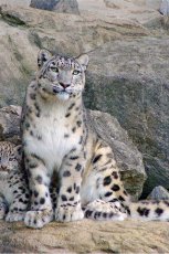 Sixty snow leopards live in Tuva