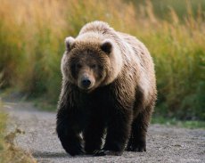 An army of bears on the move from Tuva to Kuzbass