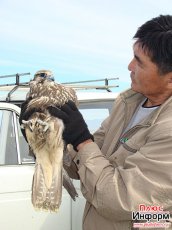 Poachers with 16 Red Book balaban falcons were arrested in Tuva