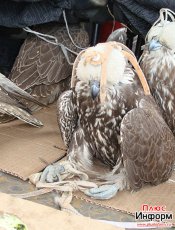 Poachers with 16 Red Book balaban falcons were arrested in Tuva