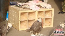 Tuva. Confiscated baloban falcons released. Some of the birds could not fly.