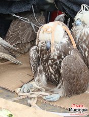 Tuva. Confiscated baloban falcons released. Some of the birds could not fly.