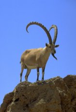 Three-year ban on mountain goat hunting in Tuva