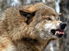 In 2012, 581 wolves were destroyed in Tuva