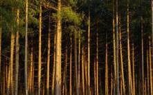 Rehabilitation of relict pine forest in Tuva